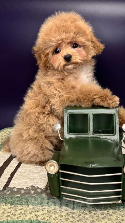 Собаки в Москве: Щенок Мальтипу Мальчик, 100 000 руб. - фото 4