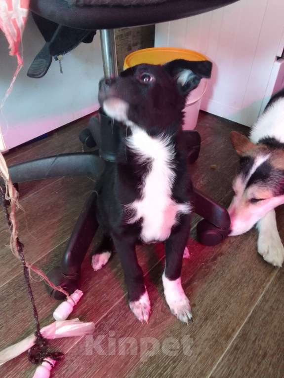 Собаки в Орле: Девочка Девочка, Бесплатно - фото 3