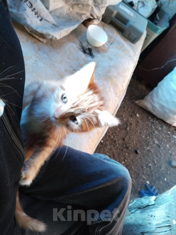 Кошки в других городах Новосибирской области: Кот Мальчик, Бесплатно - фото 3