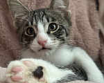 Кошки в Ореховом-Зуево: Котенок в добрые руки Мальчик, Бесплатно - фото 3