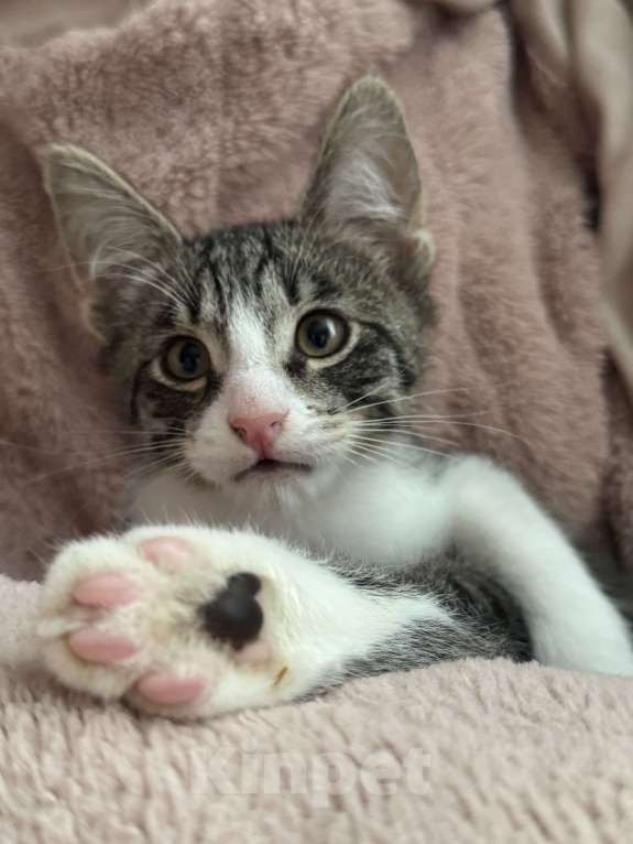 Кошки в Ореховом-Зуево: Котенок в добрые руки Мальчик, Бесплатно - фото 3