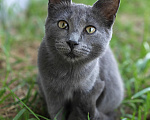 Кошки в Люберцах: Срочно ищем дом до холодов для котенка Грейс Девочка, Бесплатно - фото 7