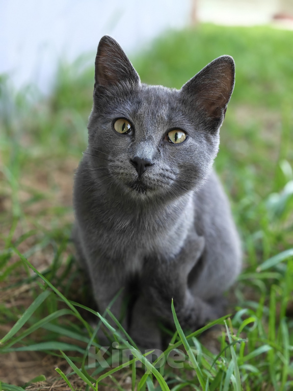 Кошки в Люберцах: Срочно ищем дом до холодов для котенка Грейс Девочка, Бесплатно - фото 7