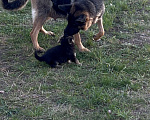 Собаки в Шатуре: Щенки восточноевропейской овчарки, 6 000 руб. - фото 8