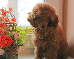 Собаки в Москве: Продам Мальчик, 85 000 руб. - фото 2