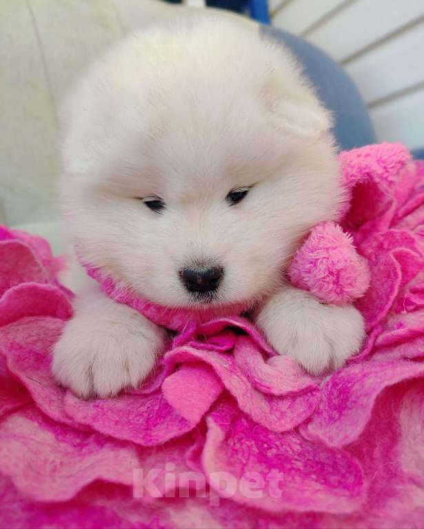 Собаки в Москве: Самоеды детки Девочка, 50 000 руб. - фото 4