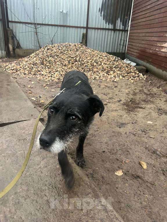 Собаки в Балашихе: Баги вернули в приют спустя ШЕСТЬ лет домашней жизни Девочка, Бесплатно - фото 2