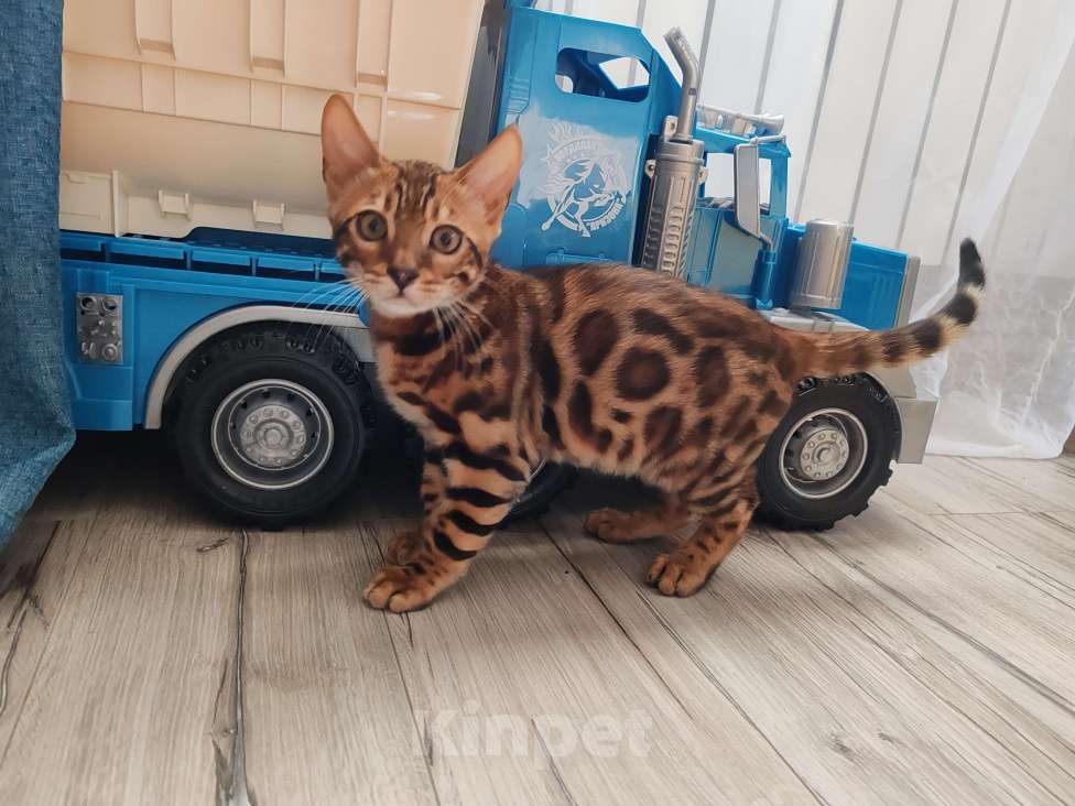 Кошки в Москве: Бенгальский котяткнок с родословной Мальчик, 45 000 руб. - фото 3