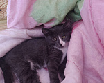 Кошки в Клине: Красивая девочка,цвет серый с белым  Девочка, 1 руб. - фото 2