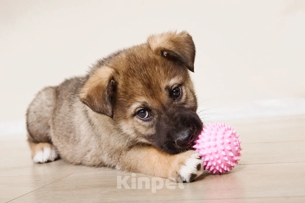 Собаки в Лосином-Петровском: Форест якутенок Мальчик, Бесплатно - фото 1
