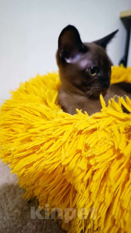 Кошки в Ростове-на-Дону: Кошечка европейской Бурмы  Девочка, 65 000 руб. - фото 9