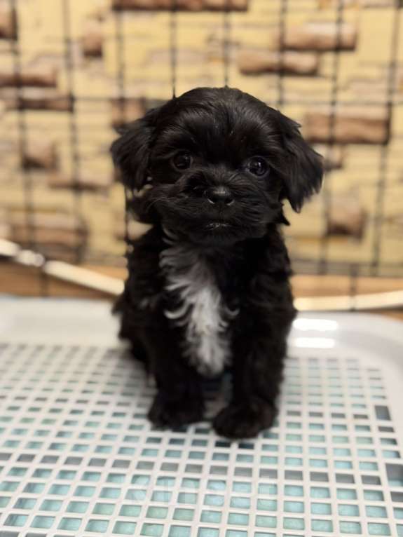 Собаки в Санкт-Петербурге: Мальтипу Девочка, 70 000 руб. - фото 1