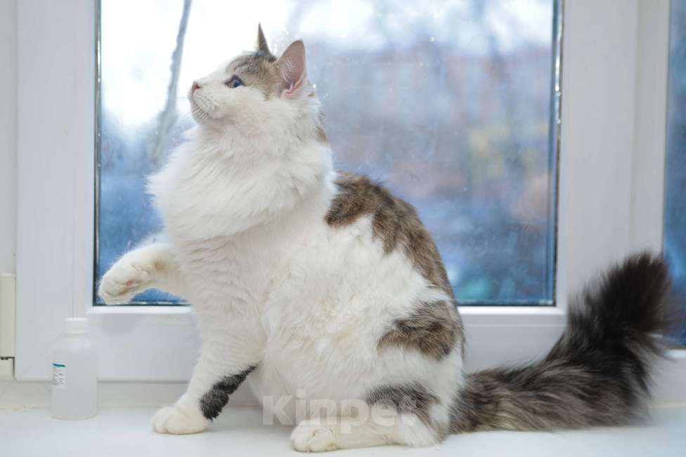 Кошки в Санкт-Петербурге: Обалденные красавцы братики Мальчик, 100 руб. - фото 9