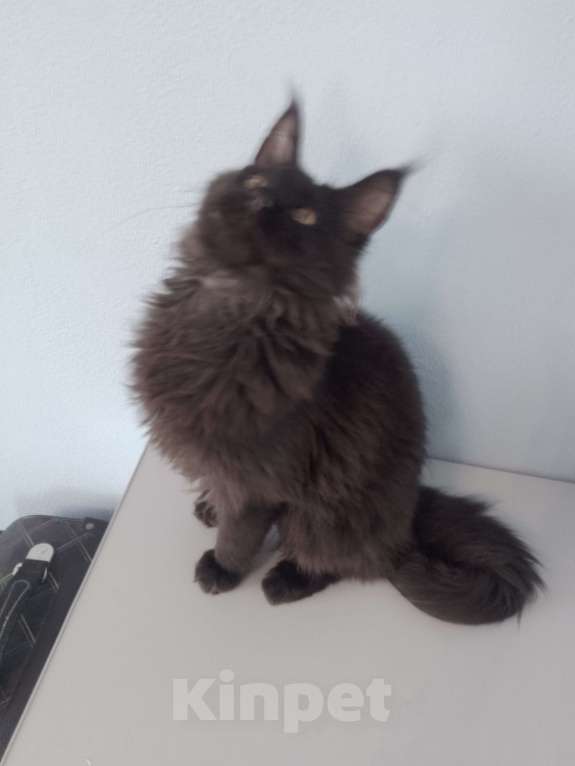 Кошки в Ульяновске: Продам котёнка породы мейн-кун Мальчик, Бесплатно - фото 5