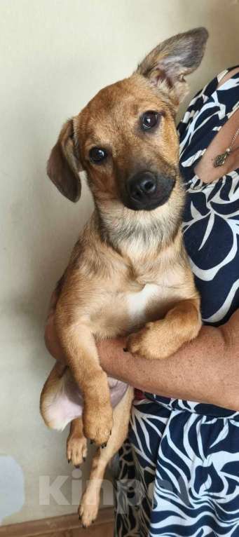 Собаки в Москве: Маленькая собачка в дар Девочка, Бесплатно - фото 3