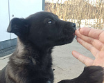 Собаки в Зеленограде: Девочка  Девочка, Бесплатно - фото 1
