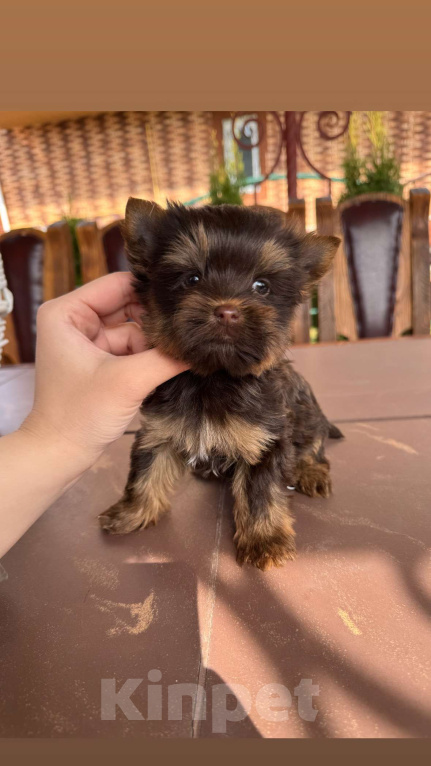 Собаки в Москве: Мальчик Шоколадный Йорк Мальчик, 50 000 руб. - фото 3