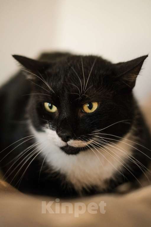 Кошки в Санкт-Петербурге: Маркиз из приюта в добрые руки Мальчик, Бесплатно - фото 1