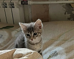 Кошки в Калуге: Котенок Девочка, Бесплатно - фото 1