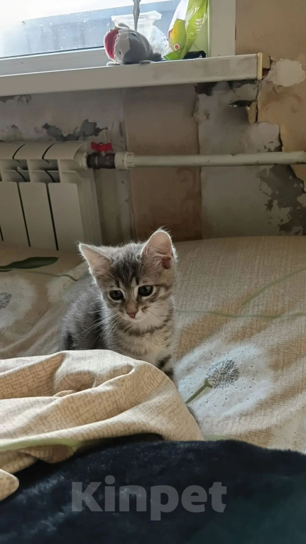 Кошки в Калуге: Котенок Девочка, Бесплатно - фото 1
