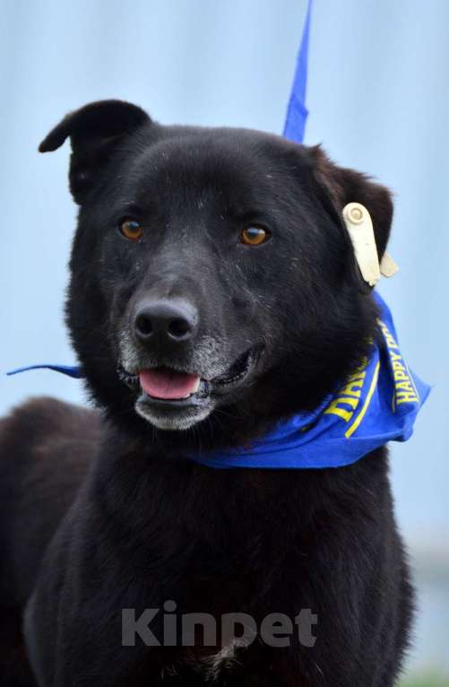Собаки в Воронеже: Молодой пёс в добрые руки  Мальчик, Бесплатно - фото 4