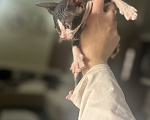 Кошки в Гуково: Котенок сфинкс Девочка, 7 500 руб. - фото 1