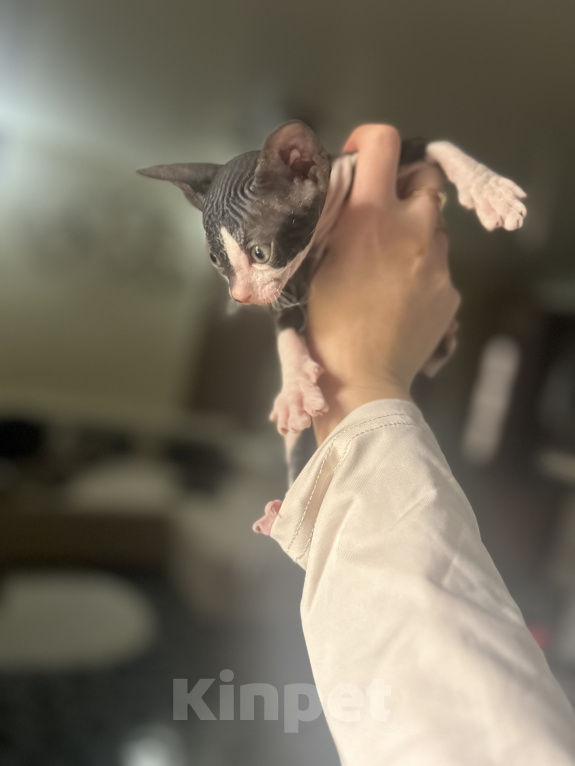 Кошки в Гуково: Котенок сфинкс Девочка, 7 500 руб. - фото 1