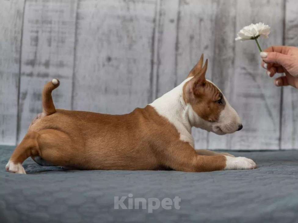 Собаки в Москве: Бультерьер стандартный, щенок Мальчик, Бесплатно - фото 2