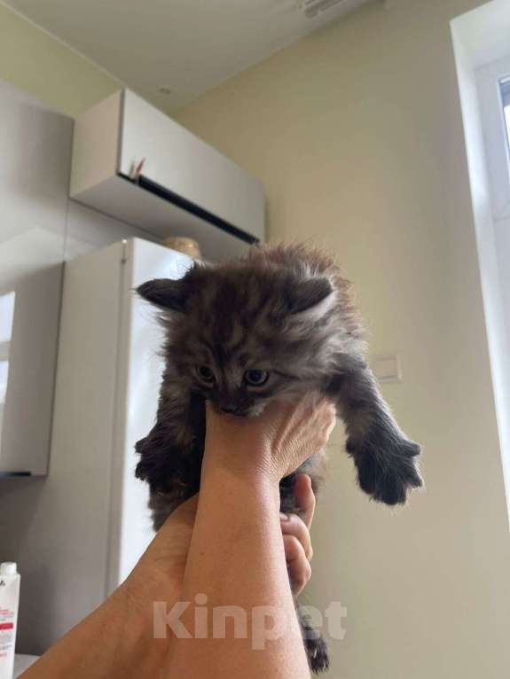 Кошки в Москве: Отдам в добрые руки Мальчик, Бесплатно - фото 5