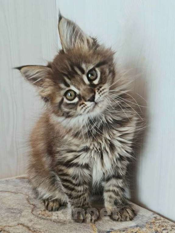 Кошки в других городах Ярославской области: Котята Мейн кун Девочка, Бесплатно - фото 1