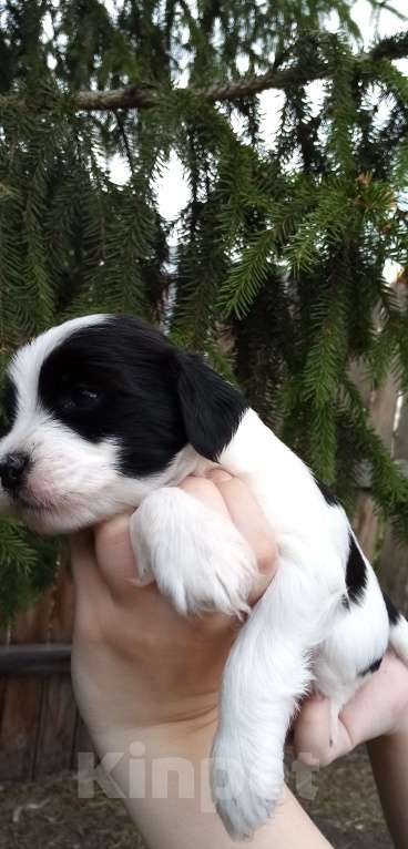 Собаки в Москве: Щенки тибетского терьера  Мальчик, 70 000 руб. - фото 5