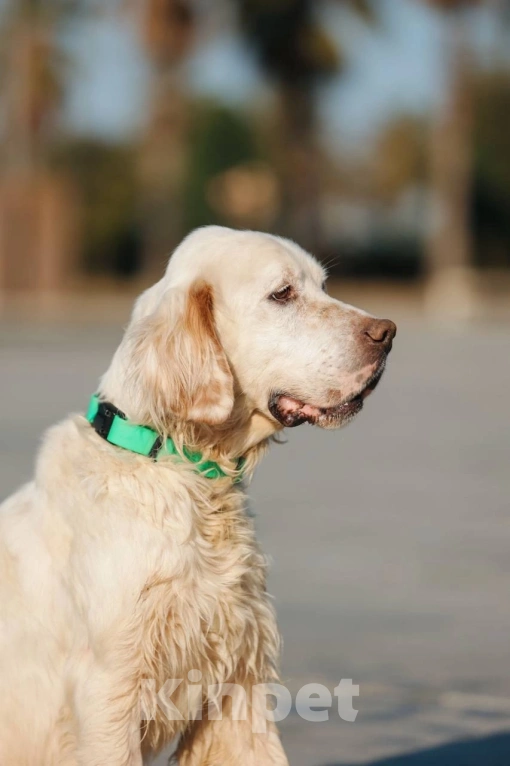 Собаки в Москве: Лео - конопатый ангел ищет семью  Мальчик, 1 000 руб. - фото 3