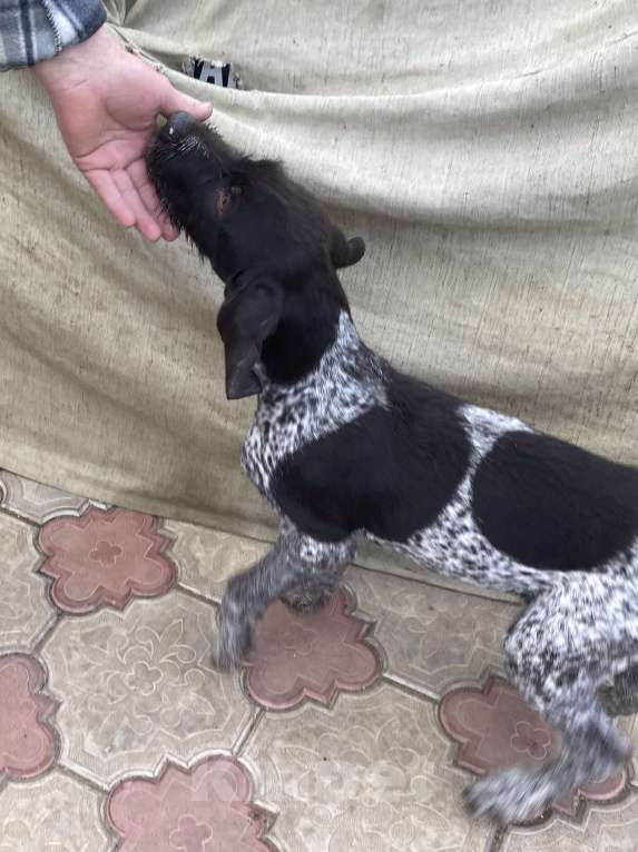 Собаки в Соли-Илецке: Продаётся последний щенок. Мальчик, 45 000 руб. - фото 9