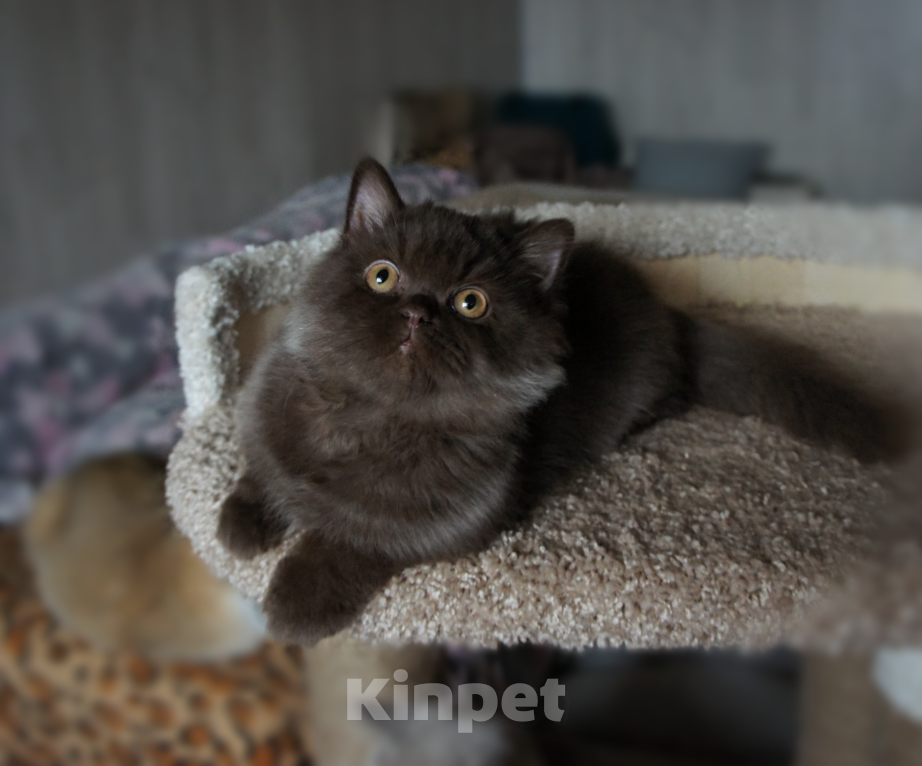 Кошки в Санкт-Петербурге: Британский шоколадный мальчик. Мальчик, 35 000 руб. - фото 4
