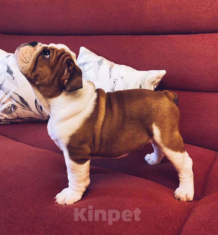 Собаки в Москве: Английский бульдог мальчик Мальчик, Бесплатно - фото 5