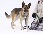 Собаки в Балашихе: Красивая добрая почти овчарка 1 г. из приюта Девочка, Бесплатно - фото 3
