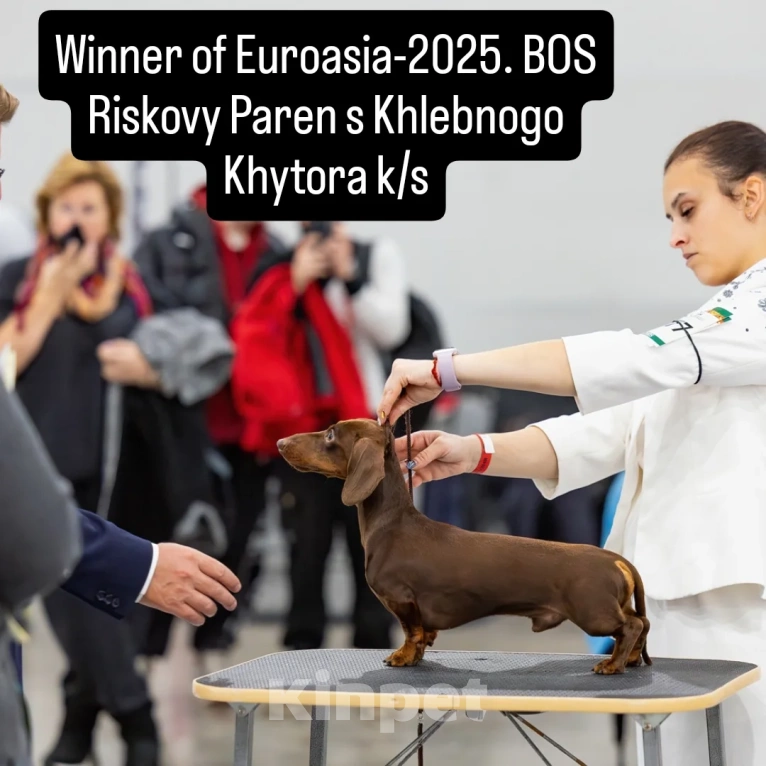 Собаки в Москве: Кобель кроличий коричнево-подпалый Мальчик, 25 000 руб. - фото 5