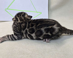 Кошки в Ростове-на-Дону: Бенгальский котенок Девочка, 60 000 руб. - фото 6