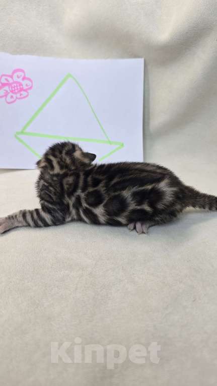 Кошки в Ростове-на-Дону: Бенгальский котенок Девочка, 60 000 руб. - фото 6