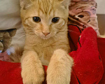 Кошки в Москве: Очаровательные рыжие котята ищут дом Девочка, Бесплатно - фото 2