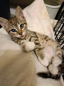 Котенок девочка в добрые руки