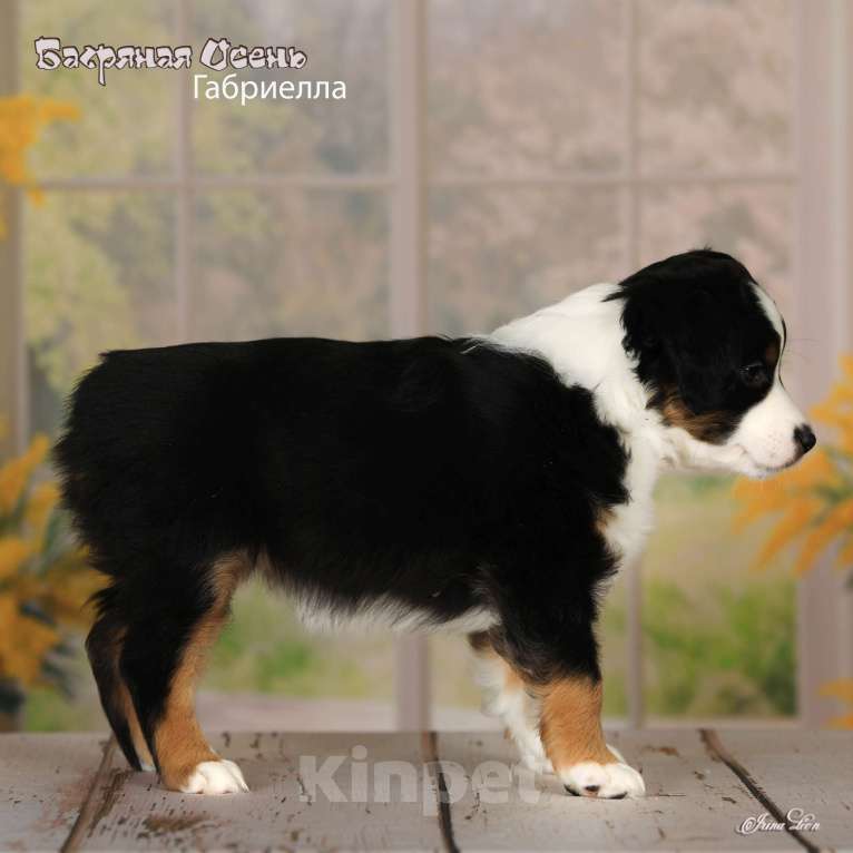 Собаки в других городах Московской области: Продается девочка миниаусси Девочка, 80 000 руб. - фото 2