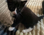 Кошки в Ростове-на-Дону: ✨Отдаю котенка в чистые руки🗿✨ Девочка, 100 руб. - фото 5
