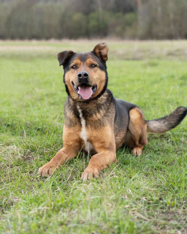 Собаки в Москве: Добрый, жизнерадостный пёс-компаньон Мальчик, Бесплатно - фото 3