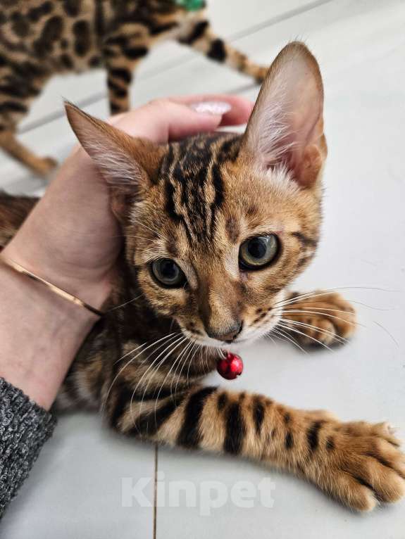 Кошки в Симферополе: Лили Девочка, 25 000 руб. - фото 2