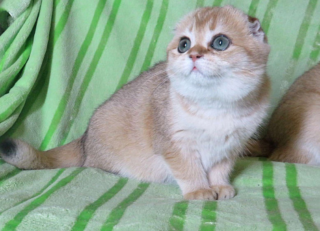шотландская  кошечка  -золотая шиншилла
