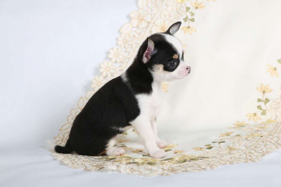 Собаки в Люберцах: продажа щенка чихуахуа  Девочка, 65 000 руб. - фото 2