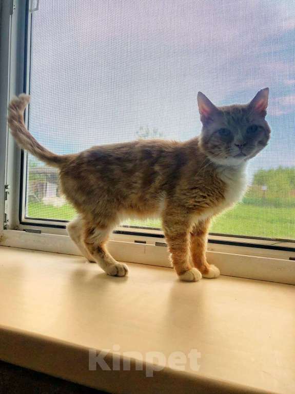 Кошки в Дмитрове: Поддержите котика Степу. Мальчик, Бесплатно - фото 4