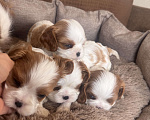 Собаки в Москве:  Кавалер Кинг Чарльз спаниель щенки  Мальчик, 60 000 руб. - фото 3