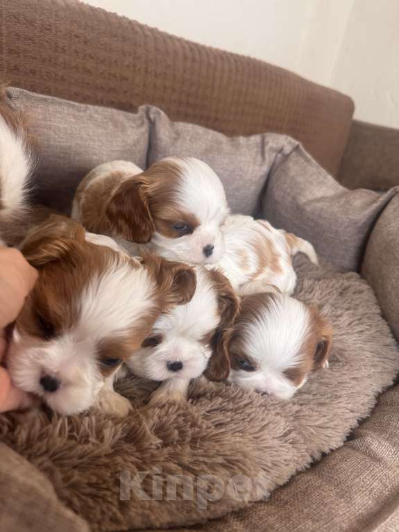 Собаки в Москве:  Кавалер Кинг Чарльз спаниель щенки  Мальчик, 60 000 руб. - фото 3